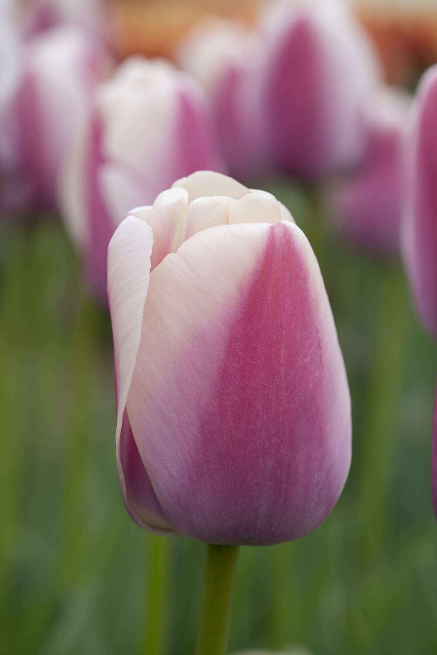 Tulipe 'Royal Pride'
